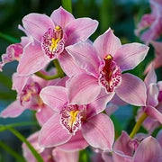 Cymbidium Maxillaria Rose Orchid Seeds