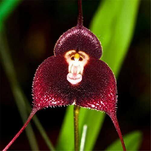 Dark Red Monkey Face Orchid Seeds