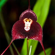 Dark Red Monkey Face Orchid Seeds