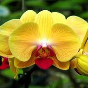 Deep Yellow Phalaenopsis Orchid Seeds