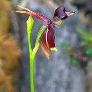 Flying Duck Orchid Seeds