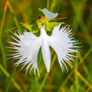 Fringed Orchid Seeds