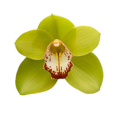 Green Orchid Seeds