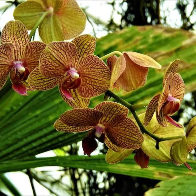 Green Brown Phalaenopsis Orchid Seeds