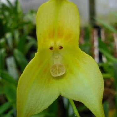 Green Monkey Face Orchid Seeds
