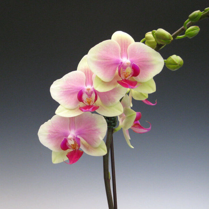 Green Pink Phalaenopsis Orchid Seeds