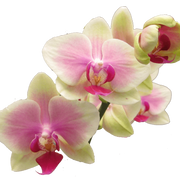 Green Pink Phalaenopsis Orchid Seeds