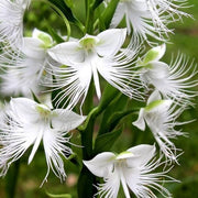 Heron Orchid Seeds