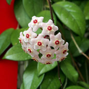 Hoya Orchid Seeds