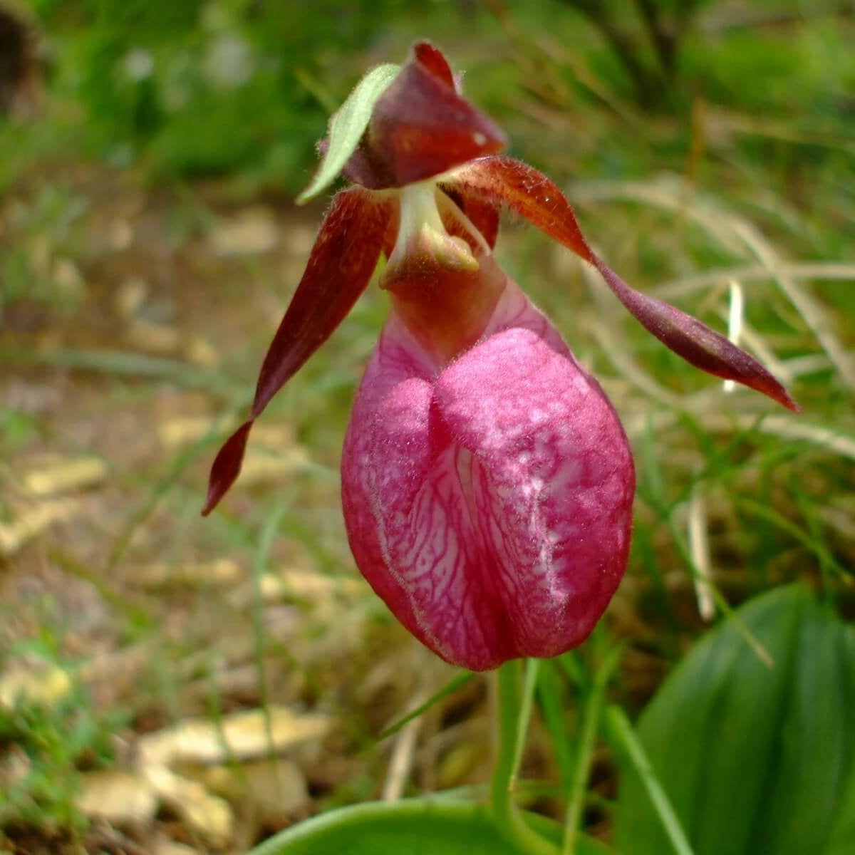 Lady's Slipper Orchid Seeds