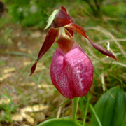 Lady's Slipper Orchid Seeds