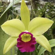 Light Green Cattleya Orchid Seeds