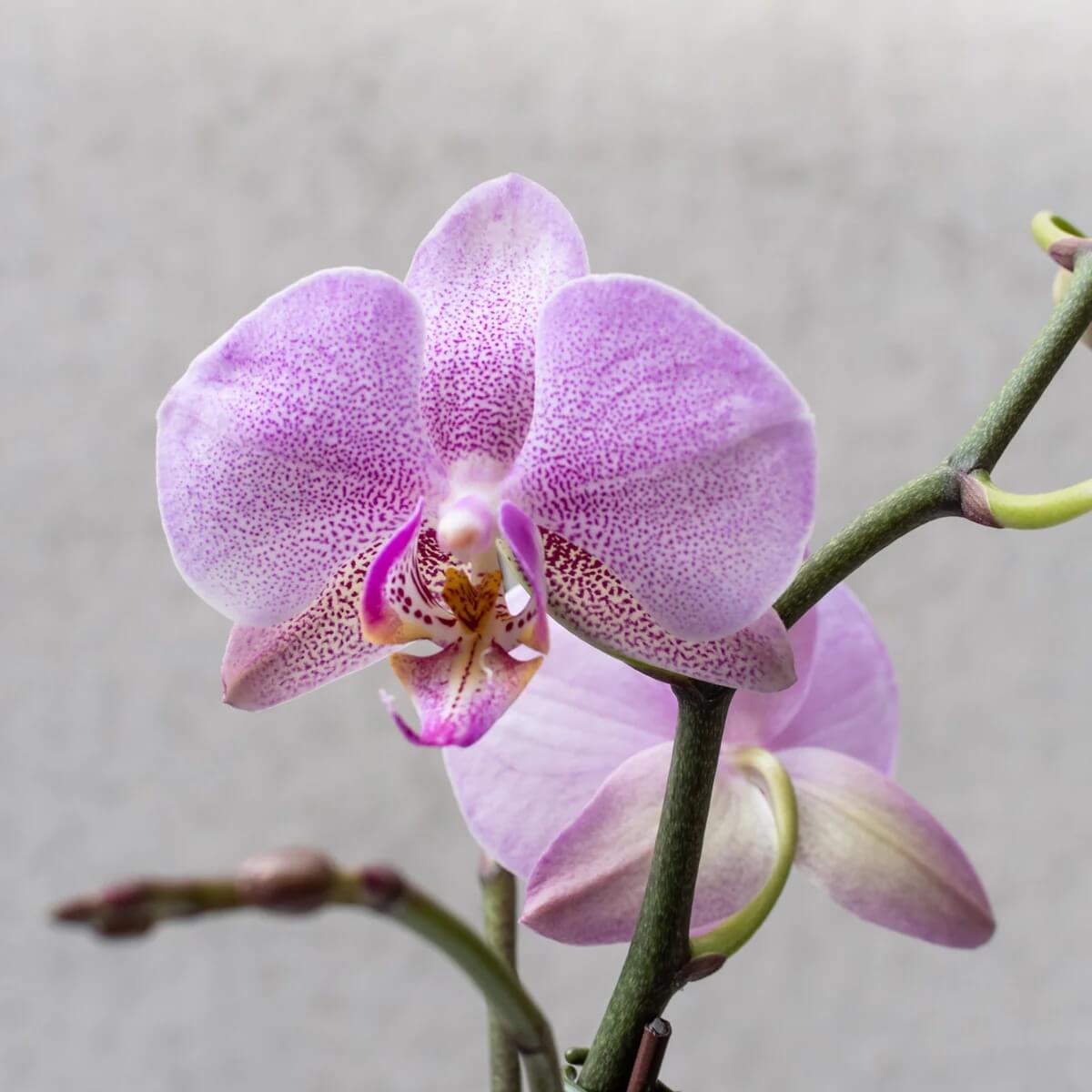 Light Purple Phalaenopsis Orchid Seeds