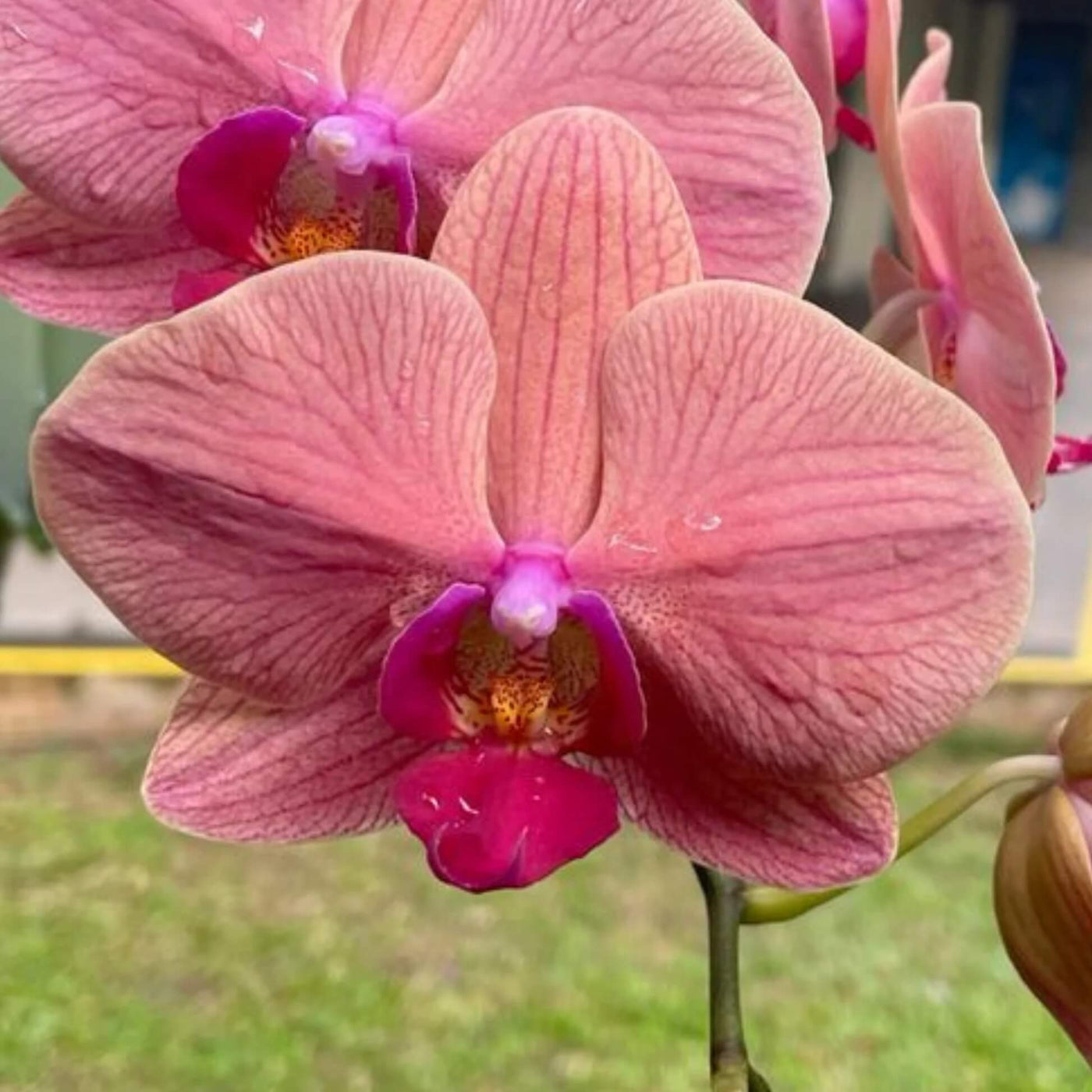 Light Red Phalaenopsis Orchid Seeds