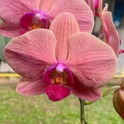 Light Red Phalaenopsis Orchid Seeds