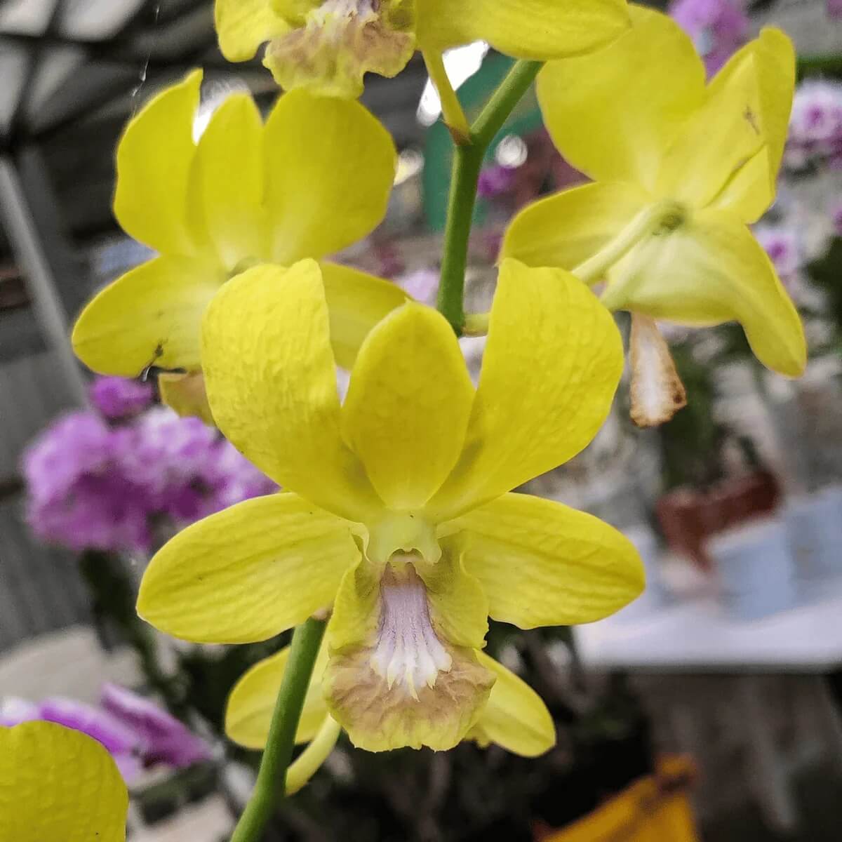 Light Yellow Dendrobium Orchid Seeds