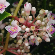 Malaysian Orchid Seeds