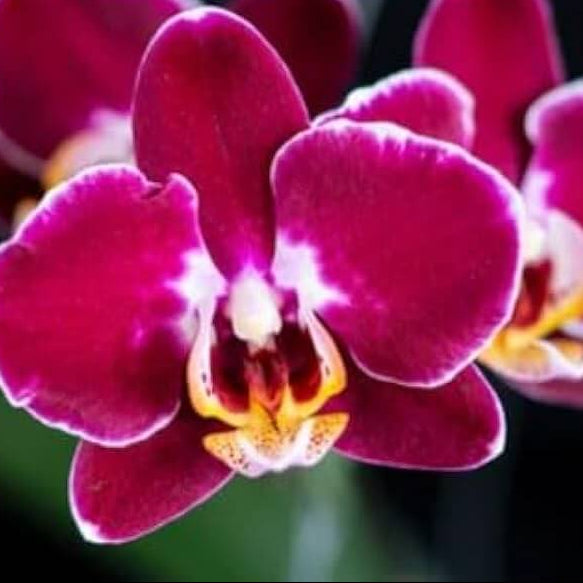 Maroon White Phalaenopsis Orchid Seeds
