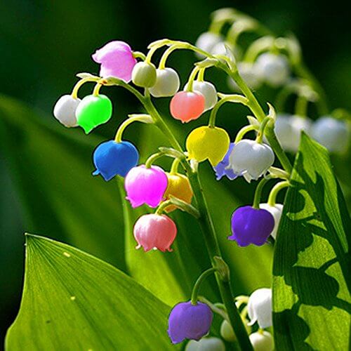 Mixed Bell Orchid Seeds