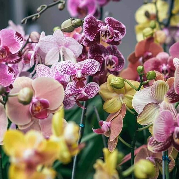 Mixed Doritaenopsis Orchid Seeds