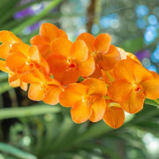 Orange Bell Orchid Seeds