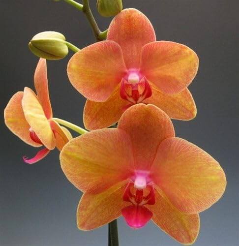 Orange Mini Orchid Seeds