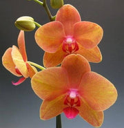 Orange Mini Orchid Seeds