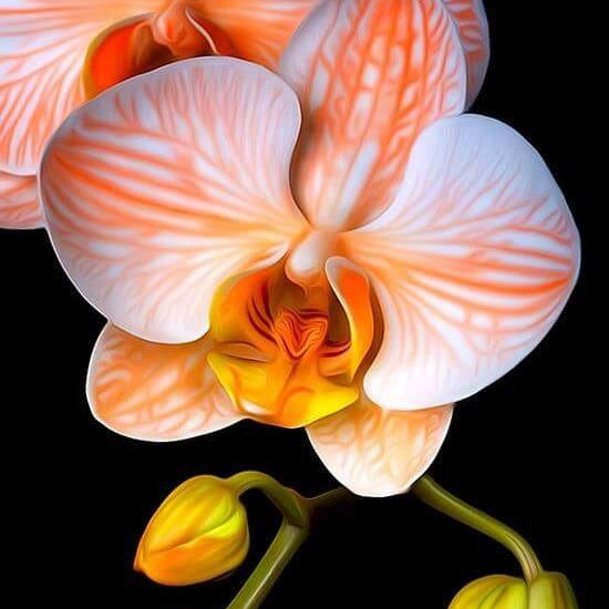 Orange White Phalaenopsis Orchid Seeds