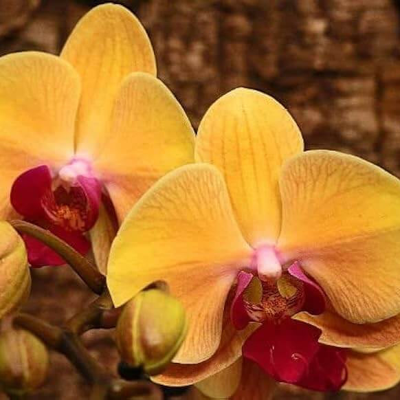 Orange Yellow Phalaenopsis Orchid Seeds