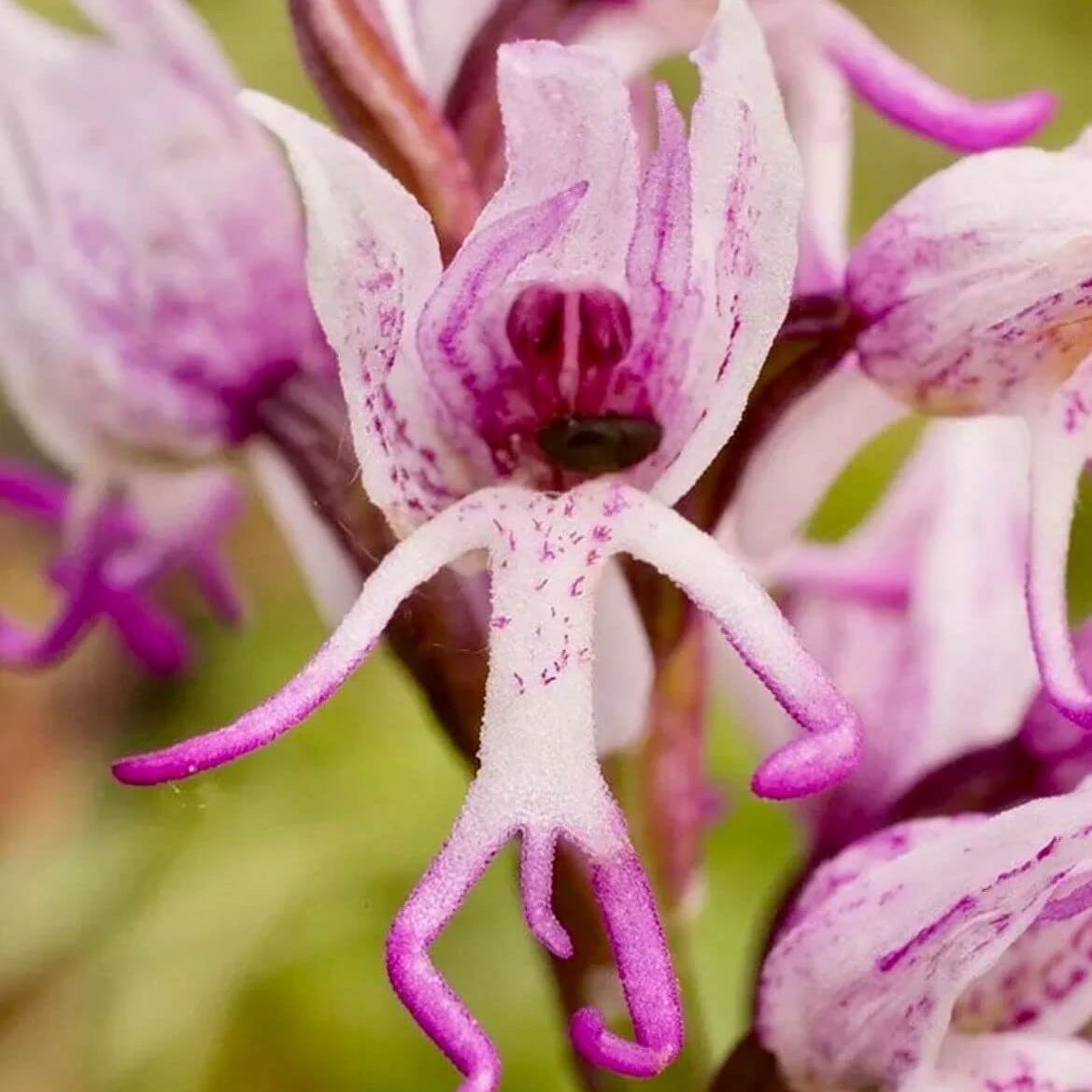 Orchis Italica Orchid Seeds