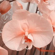 Pale Pink Orchid Seeds