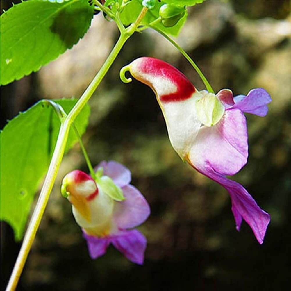 Parrot Orchid Seeds