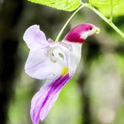 Parrot Orchid Seeds
