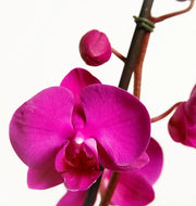 Pink Orchid Seeds
