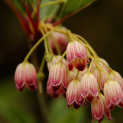 Pink Bell Orchid Seeds