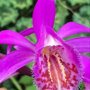 Pink Butterfly Orchid Seeds