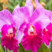 Pink Cattleya Orchid Seeds