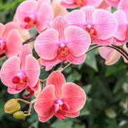Pink Hydroponic Orchid Seeds