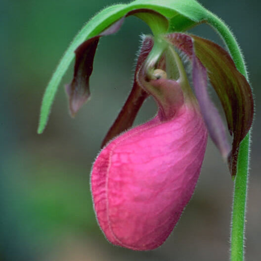 Pink Lady's Slipper Orchid Seeds