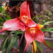 Pink Monkey Face Orchid Seeds