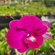 Pink Red Dendrobium Orchid Seeds