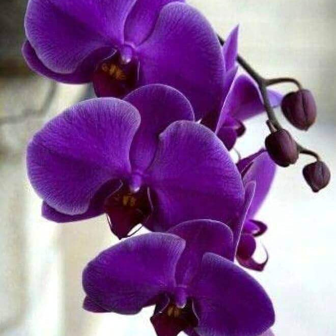 Purple Butterfly Orchid Seeds