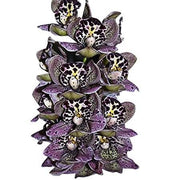Purple Cymbidium Orchid Seeds