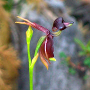 Purple Flying Duck Orchid Seeds