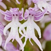 Purple Naked Man Orchid Seeds