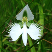 Radiata Orchid Seeds
