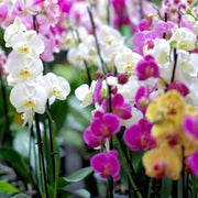 Rainbow Phalaenopsis Orchid Seeds