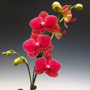 Red Phalaenopsis Orchid Seeds