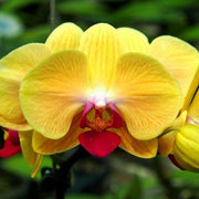 Red Yellow Phalaenopsis Orchid Seeds