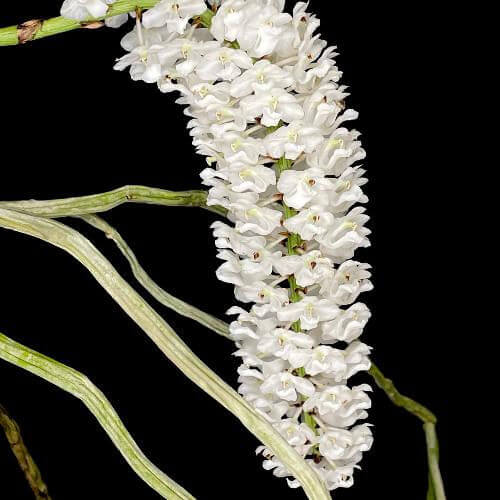 Rhynchostylis Retusa Alba Orchid Seeds